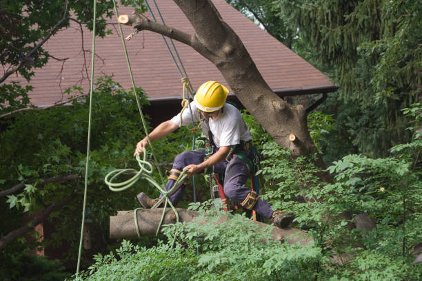 Pest Control for Lawns in Mcconnellstown, PA