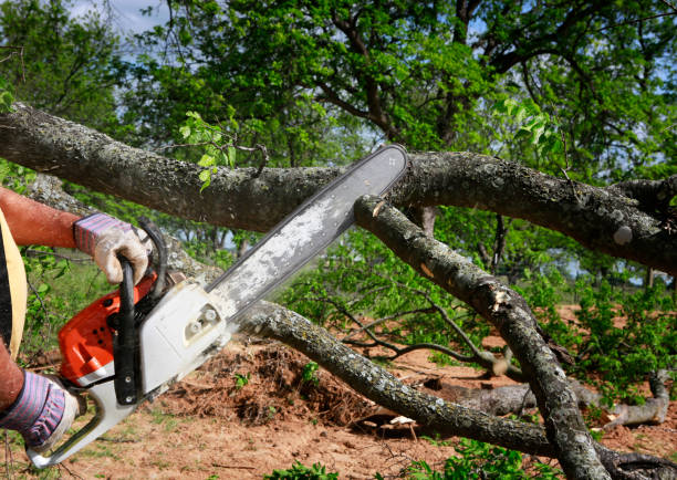 Trusted Mcconnellstown, PA Tree Services Experts